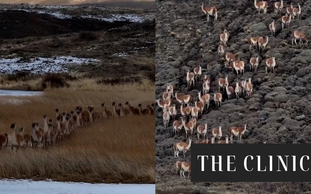 Registran migración de cientos de guanacos en la Patagonia: “En invierno pueden formar grupos enormes”