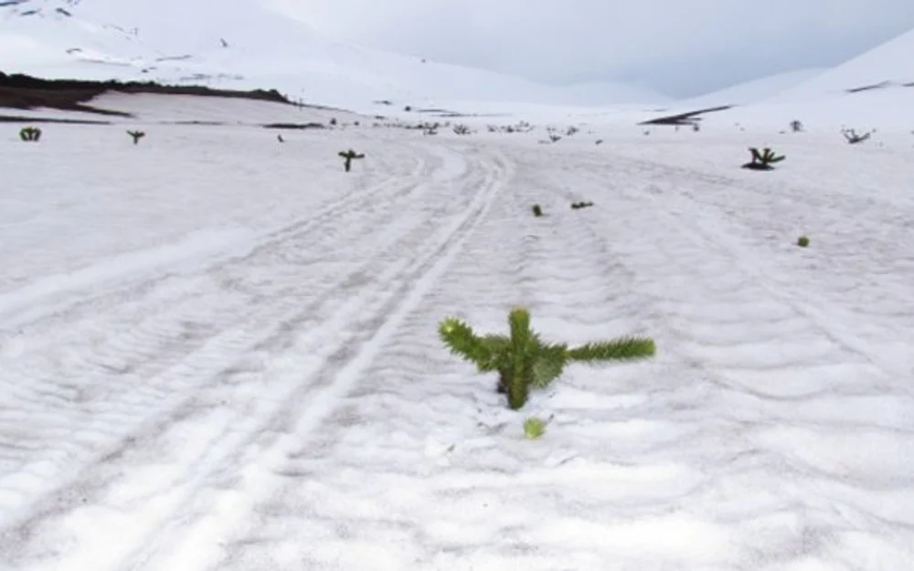 Conaf denunció ingreso ilegal de motos de nieve y daños a araucarias en Reserva Malalcahuello